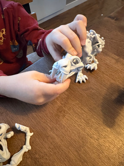 🐅 Dent de Sabre – Squelette 3D articulé